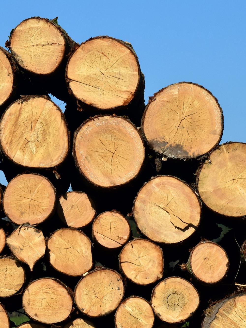 Pile of logs
